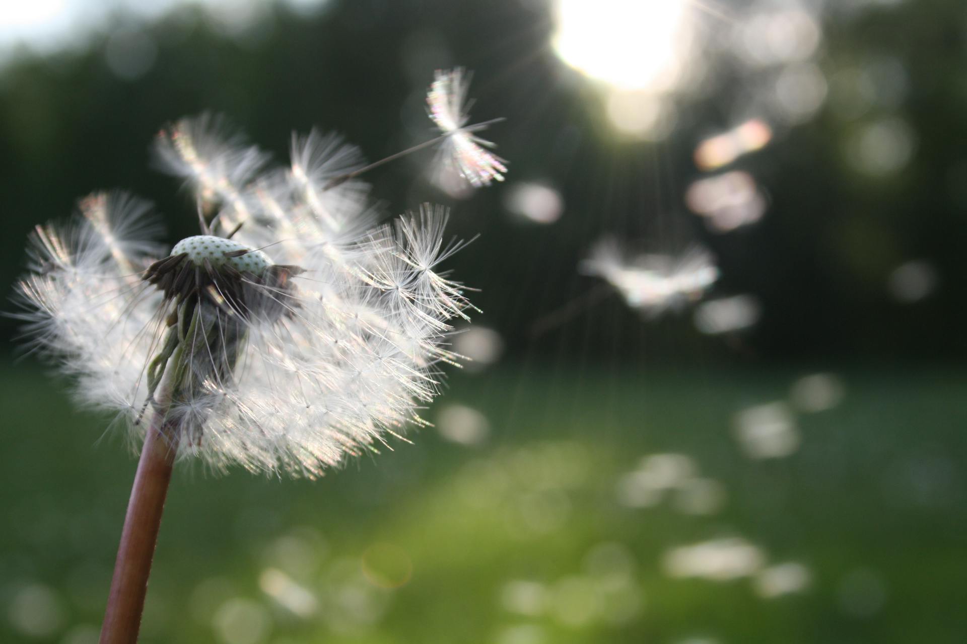 Featured image for “HVAC Improvements to Combat Spring Allergies”